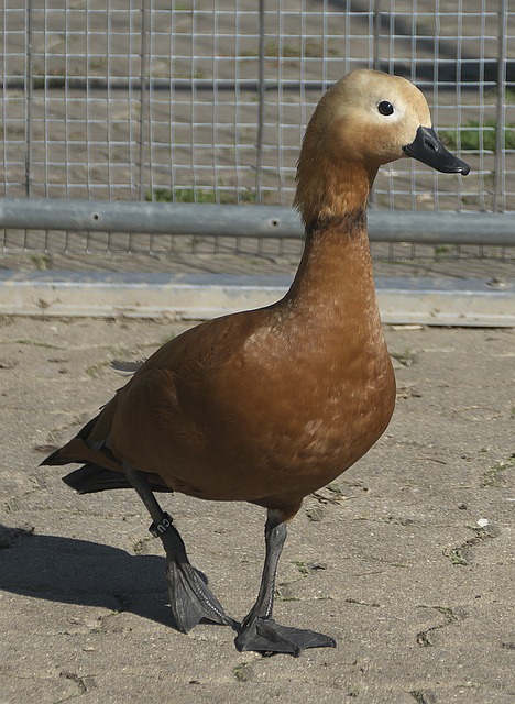 向训练